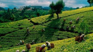 Teeplantage Pindaya