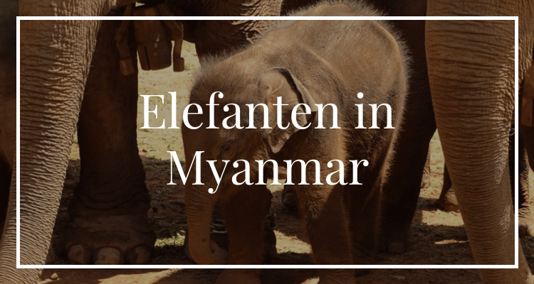 Elefanten in Myanmar