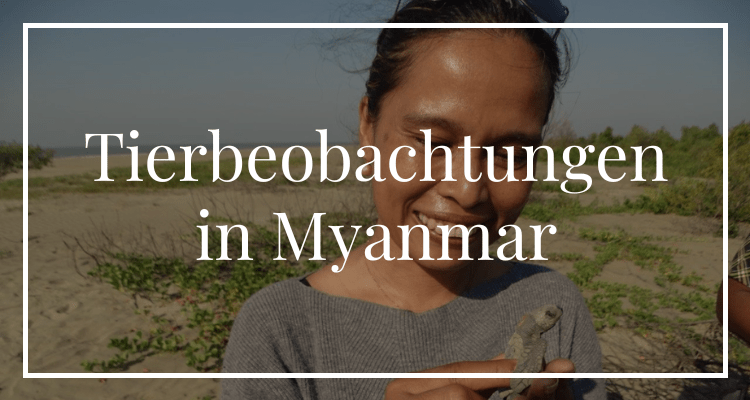 Tierbeobachtungen in Myanmar
